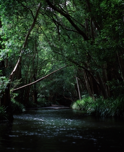 River flowing through rainforest