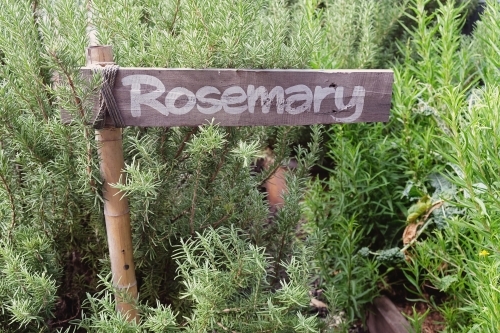 Rosemary plants and herb label