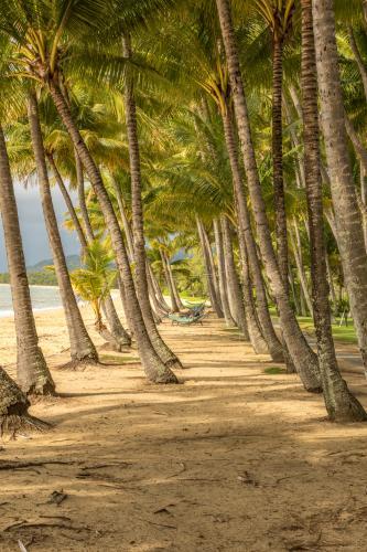 Row of Palm trees on beach with hammock