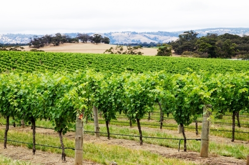 Rows of leafy grape vines with hills in the background