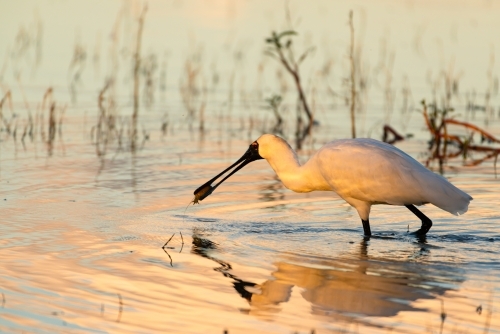 Royal spoonbill with catch in pink light