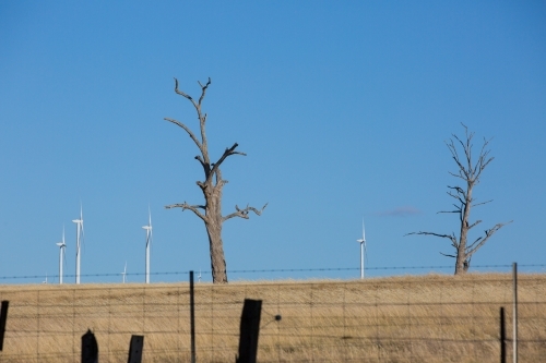 Rural Wind Turbines on a farm setting with Dead Trees in foreground