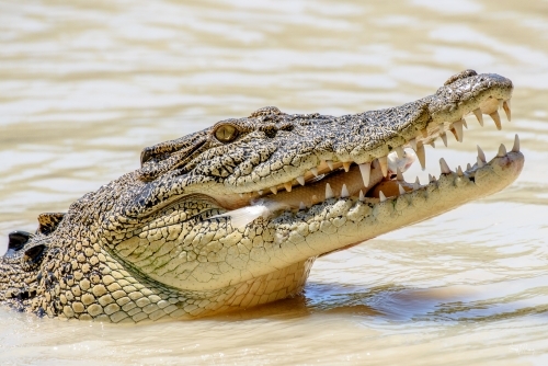 Salt water crocodile eating a fish