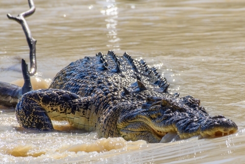 Saltwater crocodile in shallow waters