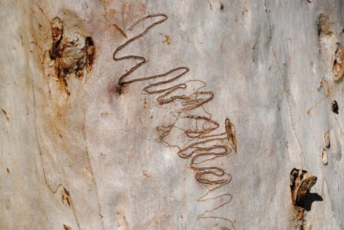 Scribbly Gum Tree with scribbles made by larvae of the scribbly gum moth (Ogmograptis scribula)