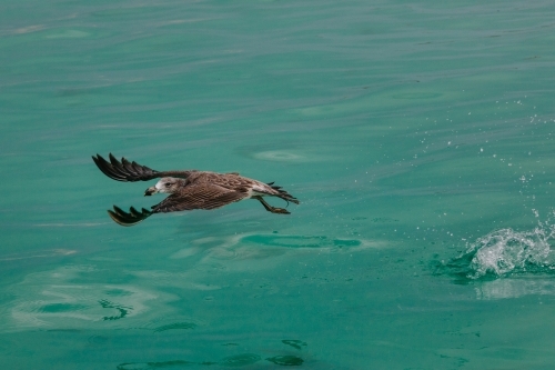 Seagull, juvenile Pacific Gull, taking flight from the turquoise sea