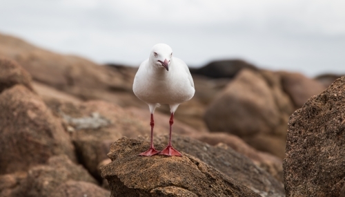 Seagull on rocks by the ocean
