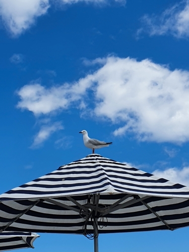 Seagull on the top of a beach umbrella