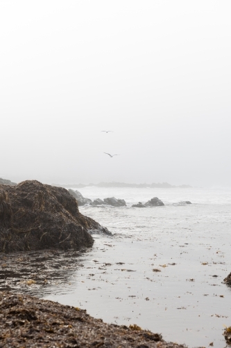 Seagulls flying through the sea fog