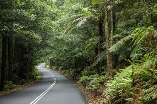Sealed road through rainforest