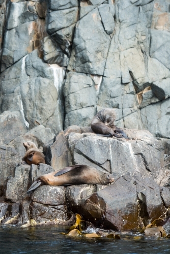 Seals and sealions lazing and playing on rock