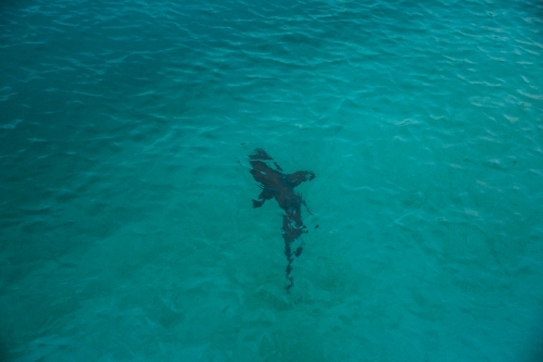 shark in the water off Heron Island