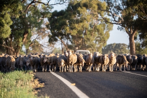 Sheep are moved along a country road