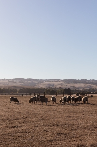 Sheep in dry summer paddock with rolling hills in background