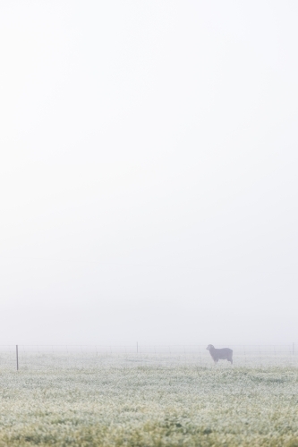 sheep in paddock on a foggy morning