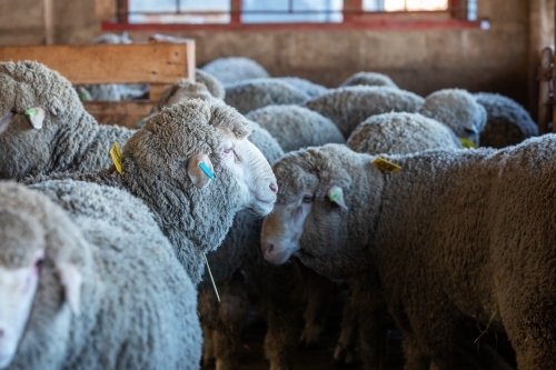 sheep in pens in shearing shed