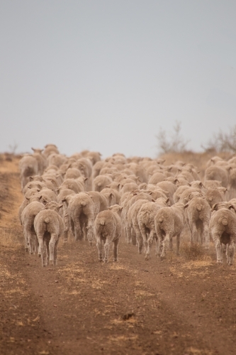 Sheep walking away