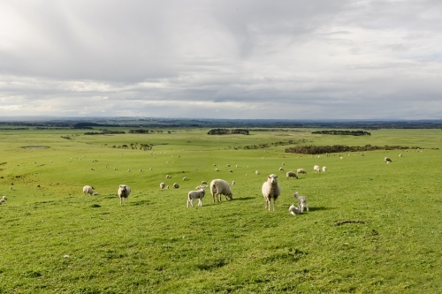 Sheep with lambs in a field on a farm with rolling hills and renewable energy wind turbines
