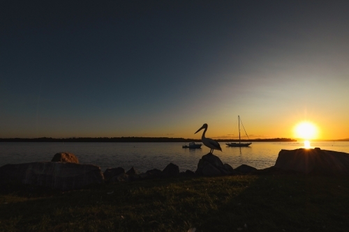 Silhouette of pelican with boats on the water in background. Vibrant sunset at Iluka NSW Australia.