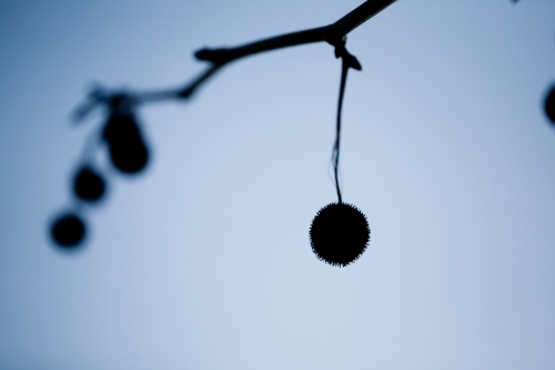 Silhouette of seed pods hanging from a plane tree