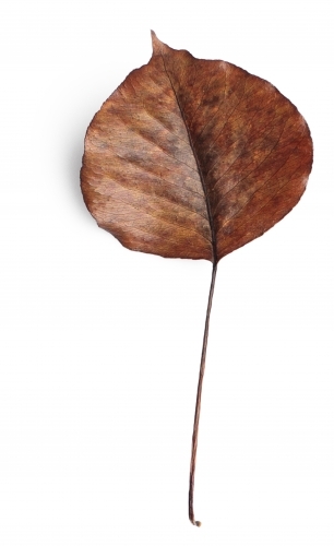 Single autumn leaf on blank background