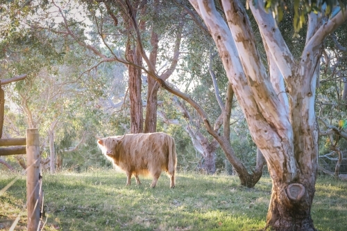 Single highland cow in field in golden afternoon sun