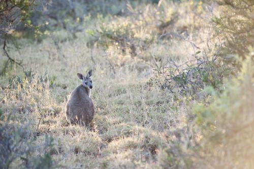 single kangaroo in bush looking back