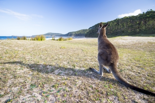 Single kangaroo on Pebbly Beach