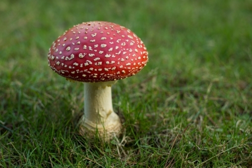 Single red mushroom (fly agaric) against green grass