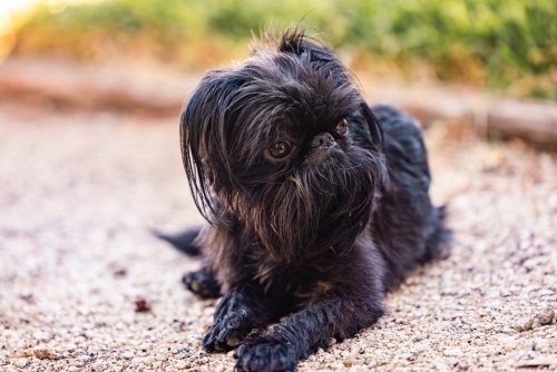 Small black Brussels Griffon breed dog relaxing on gravel driveway