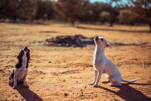 Small chihuahua dogs siting on dirt