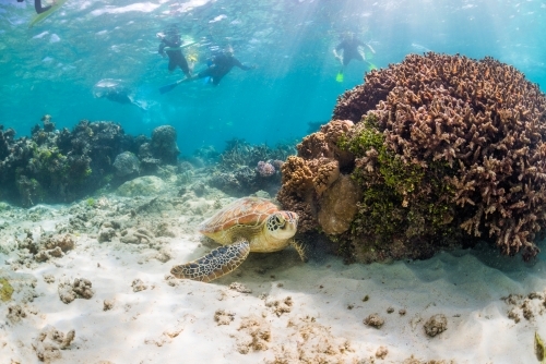 Snorkelers swim near a sea turtle resting on the ocean floor