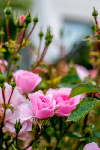 Soft pink roses on a rosebush in the garden