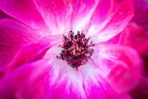 Stamens in the center of a rose flower