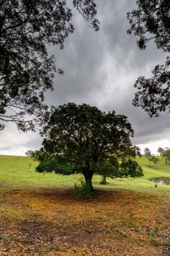 Storm clouds behind tree on green hill
