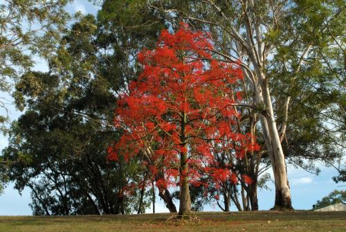 Striking red Illawarra Flame Tree (Brachychiton acerifolius)