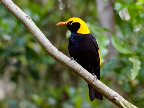 Stunning black and yellow Regent Bower Bird on branch with blurred forest in background.