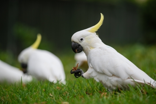 Sulfur-crested Cockatoos feeding on the grass
