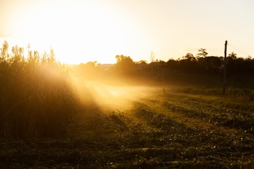 Sun rays and dust at sunset over paddock of forage crop on farm