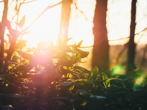 Sun setting over some plants with lens flare