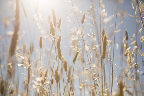 Sun shining through wild oats and phalaris grass against a blue sky