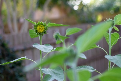 sunflower crop about to bloom