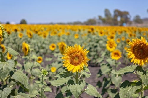 Sunflower fields in Queensland