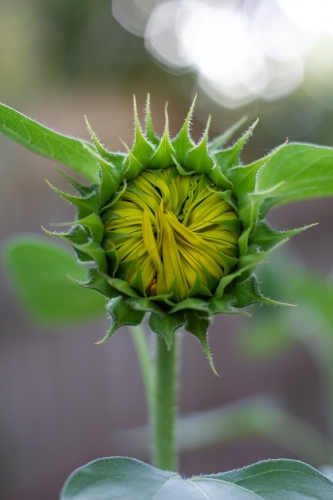 Sunflower petals about to open