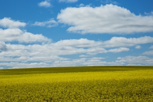 Sunlit flowering canola field with blue sky and white clouds