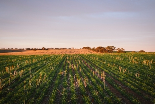 Sunset on a cereal crop in the Avon Valley in Western Australia