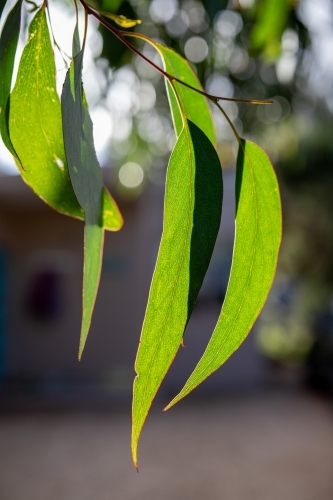 sunshine on eucalyptus leaves