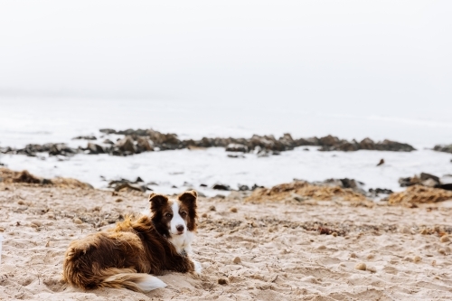 Surfers Dog On Beach Awaiting His Return