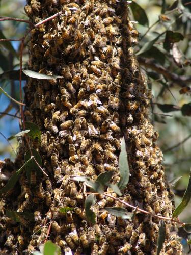 Swarm of bees on a tree branch