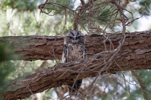 Tawny frogmouth sitting in pinetree